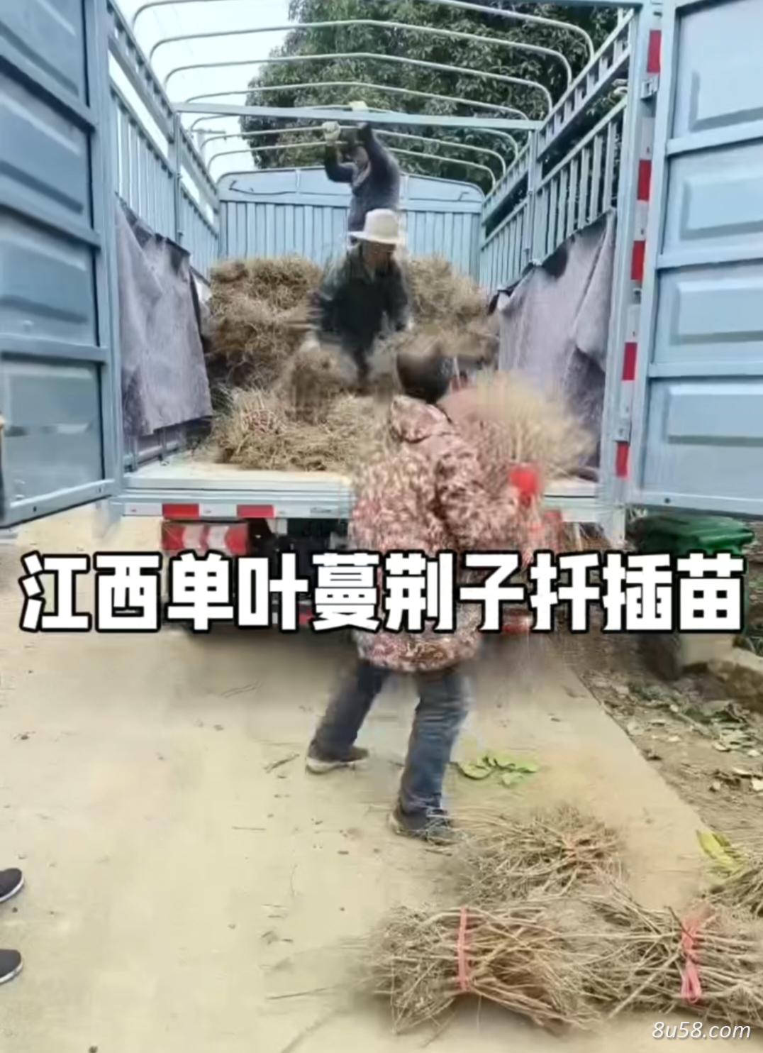江西单叶蔓荆子扦插苗 江西单叶蔓荆子扦插苗