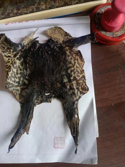 动物中药材蟾皮