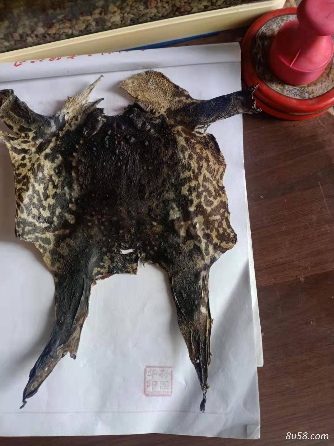 一张归类为动物中药材的蟾皮,干蟾皮,鲜蟾皮,疥蟆皮,蛤蟆皮单重是几克？孙国华