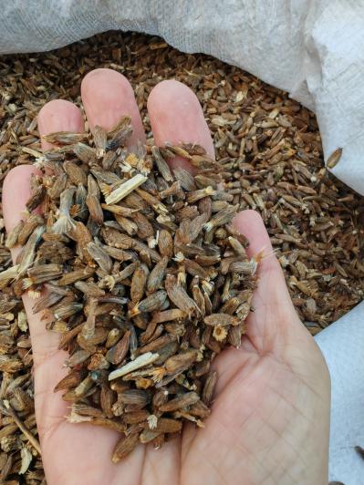 白术子一亩地用多少斤种子？白术籽在哪里能买到正宗的？