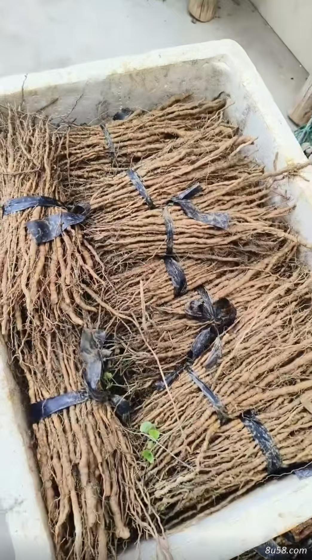 粉防己苗