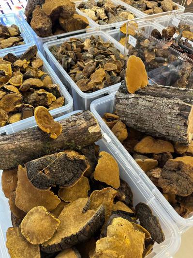 桑黄产地不同价格不一下单询价 桑黄有哪几个产地？桑黄的功效与作用是什么？