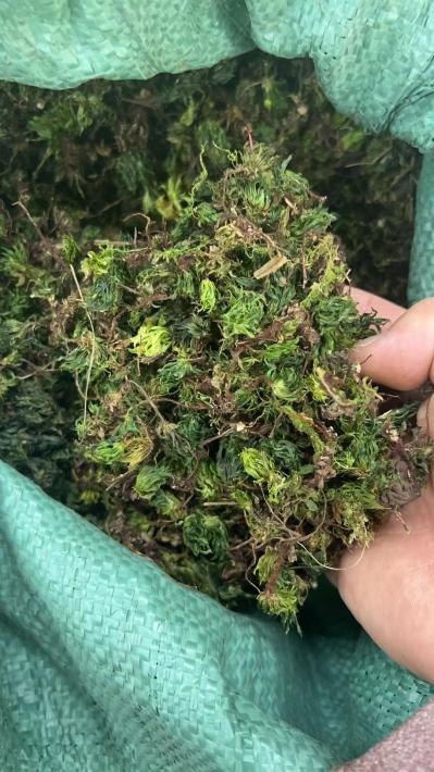 回心草是用来干什么的？回心草能吃吗？回心草的功效与作用是什么？ ‌